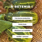 GRAINES Concombre dar Cucumis sativus semences monde vegetal comment semer et cultiver