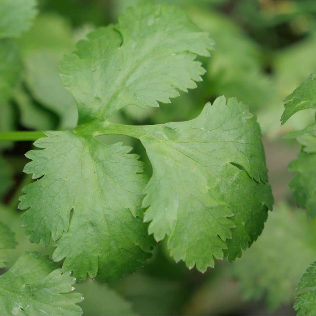 GRAINES Coriandre Coriandrum sativum semences de monde vegetal