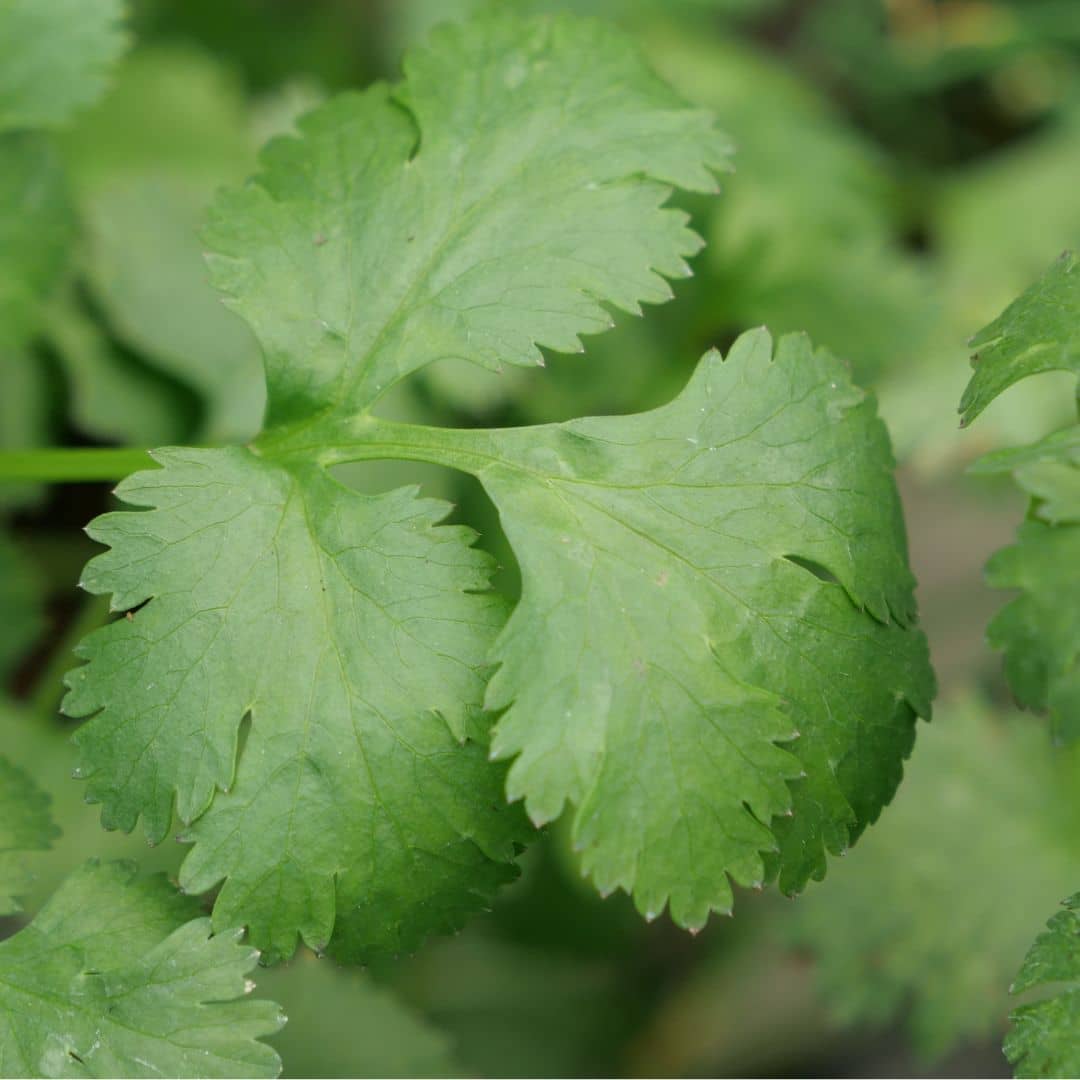 GRAINES Coriandre Coriandrum sativum semences de monde vegetal