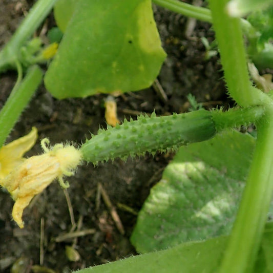 GRAINES Cornichon Fin de Meaux cucumis sativus monde végétal