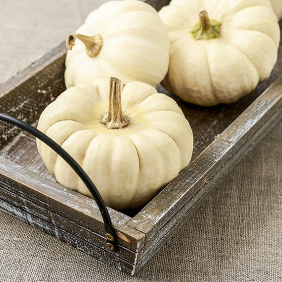 GRAINES Courge Baby Boo Cucurbita pepo plantes potagères rares monde végétal