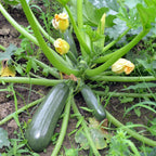 GRAINES Courgette Black Beauty Cucurbita pepo monde végétal