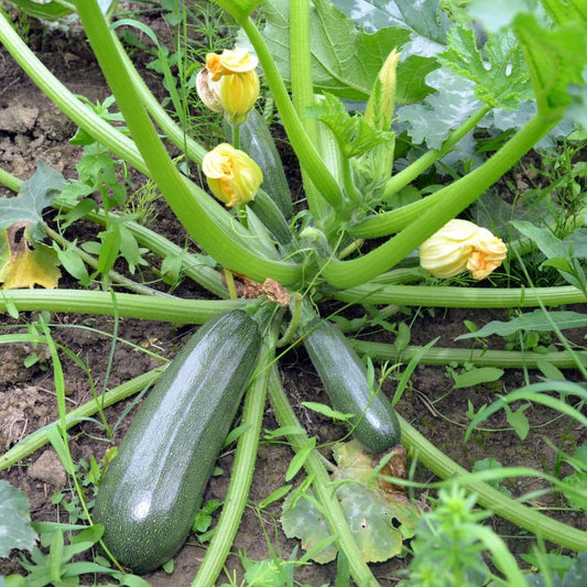 GRAINES Courgette Black Beauty Cucurbita pepo monde végétal