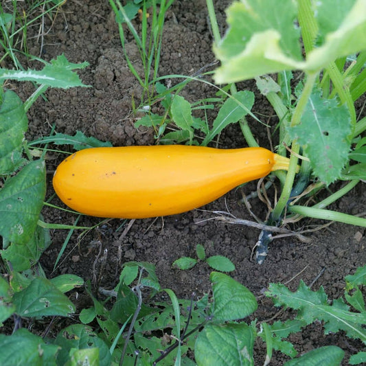 GRAINES Courgette Goldena courgette jaune cucurbita pepo monde végétal