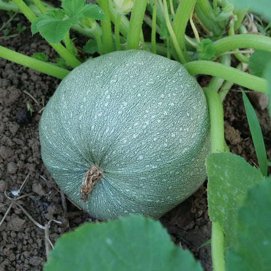 GRAINES Courgette Ronde de Nice Cucurbita pepo courgettes rares monde végétal