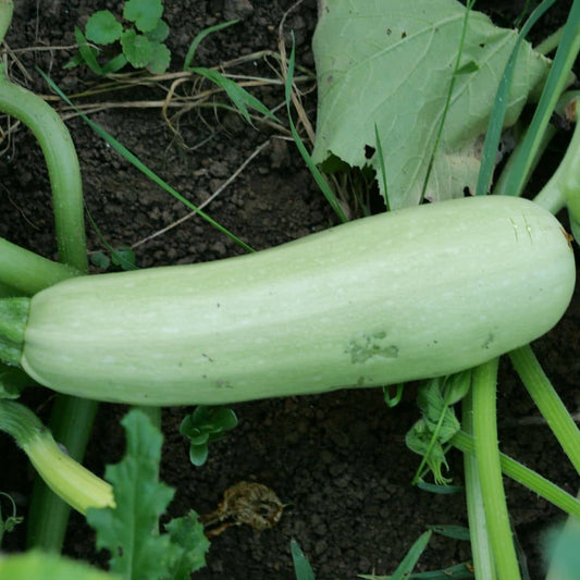 GRAINES Courgette blanche de sicile Cucurbita pepo Bianca di trieste monde végétal