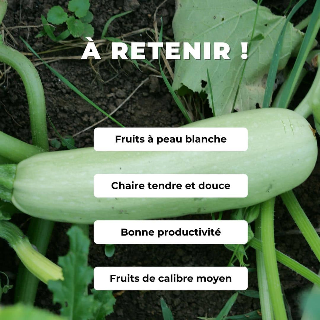 GRAINES Courgette blanche de sicile Cucurbita pepo Bianca di trieste monde végétal comment semer et cultiver