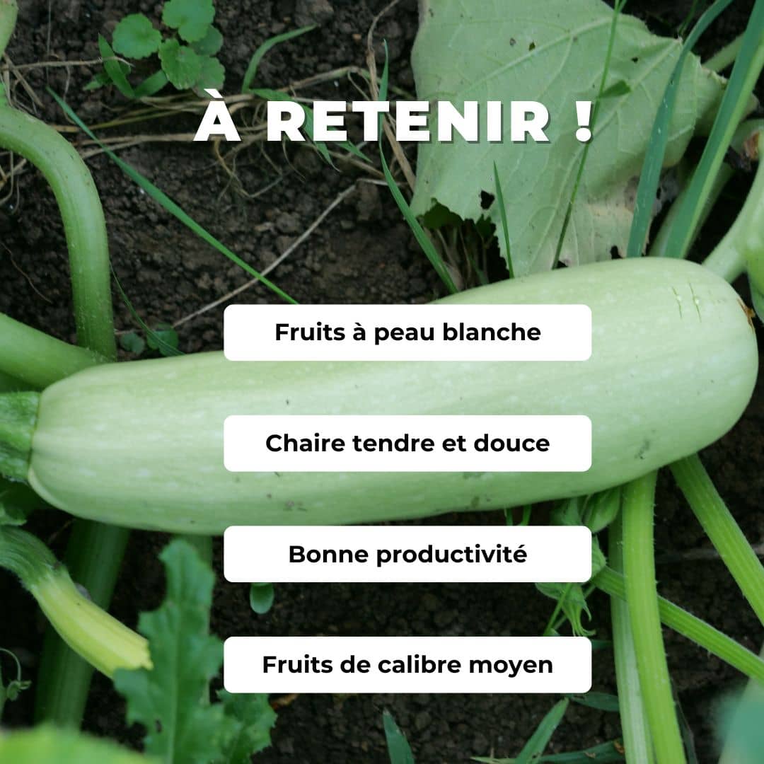 GRAINES Courgette blanche de sicile Cucurbita pepo Bianca di trieste monde végétal comment semer et cultiver
