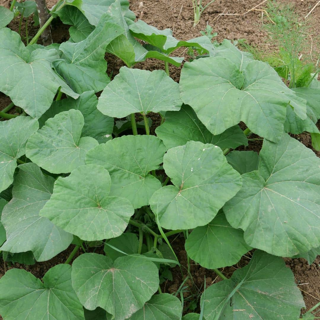 GRAINES Cucurbita moschata butternut courges rares monde végétal 