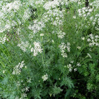 GRAINES Cuminum cyminum semences de cumin à cultiver monde végétal
