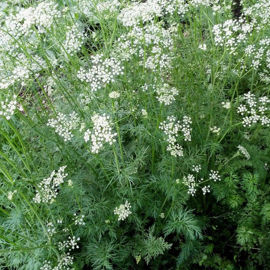 GRAINES Cuminum cyminum semences de cumin à cultiver monde végétal