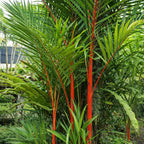 GRAINES Cyrtostachys renda palmier rouge palmier tropical monde vegetal semences comment faire germer avec les conseils de culture
