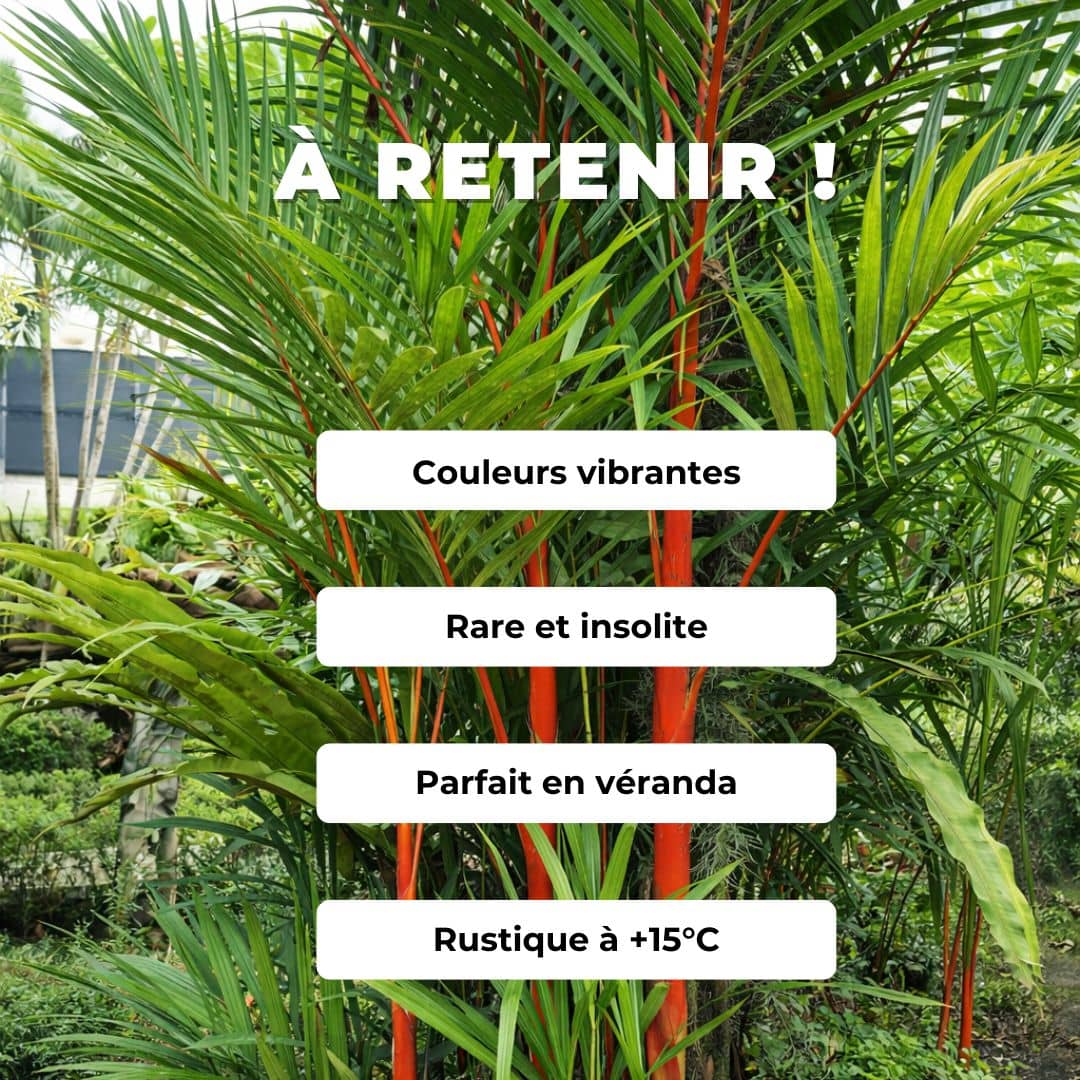 GRAINES Cyrtostachys renda palmier rouge palmier tropical monde vegetal semences comment faire germer avec monde vegetal