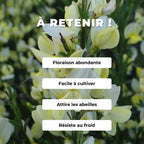 GRAINES Cytisus praecox Albus comment semer planter et cultiver