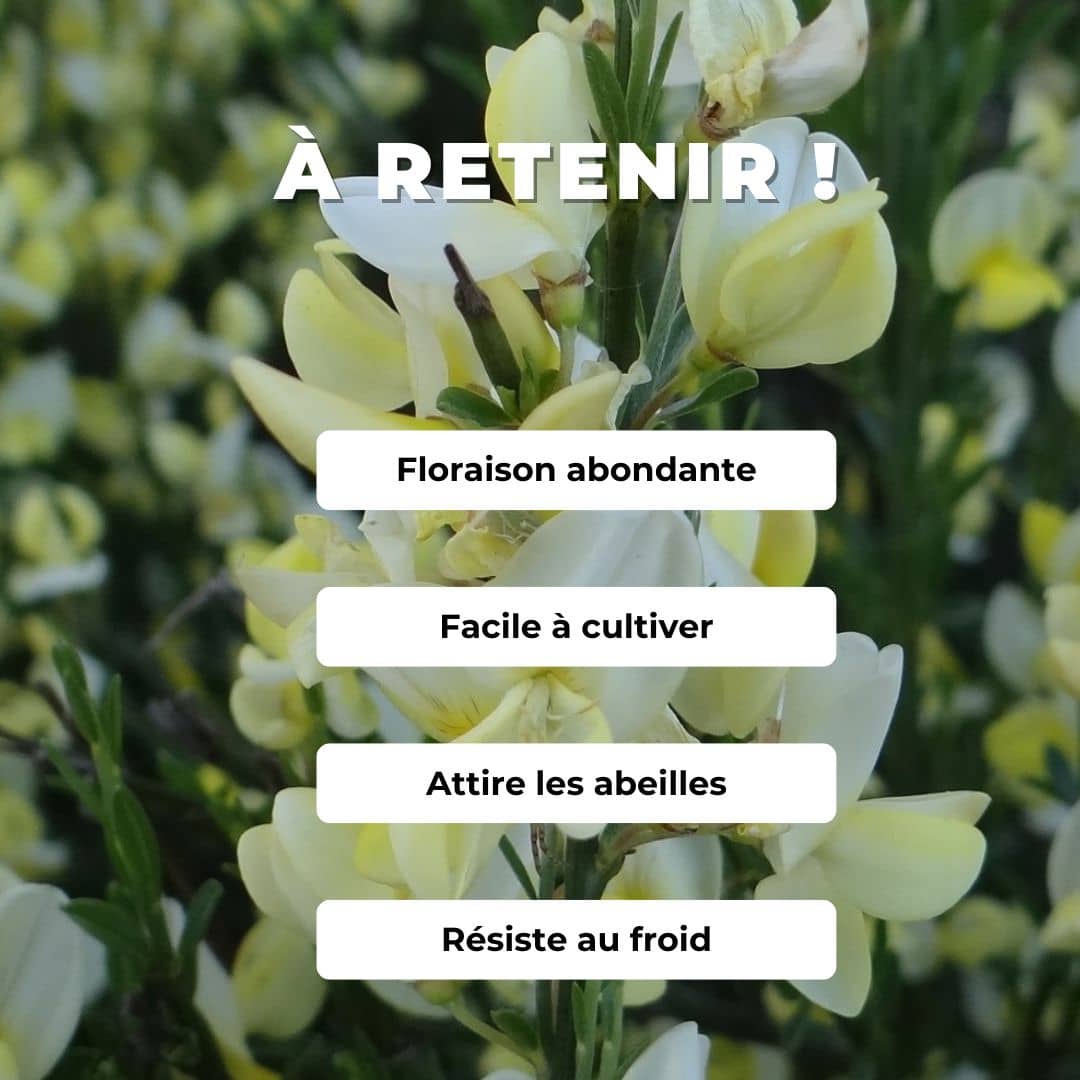 GRAINES Cytisus praecox Albus comment semer planter et cultiver