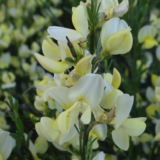 GRAINES Cytisus praecox Albus plantes a semer monde vegetal