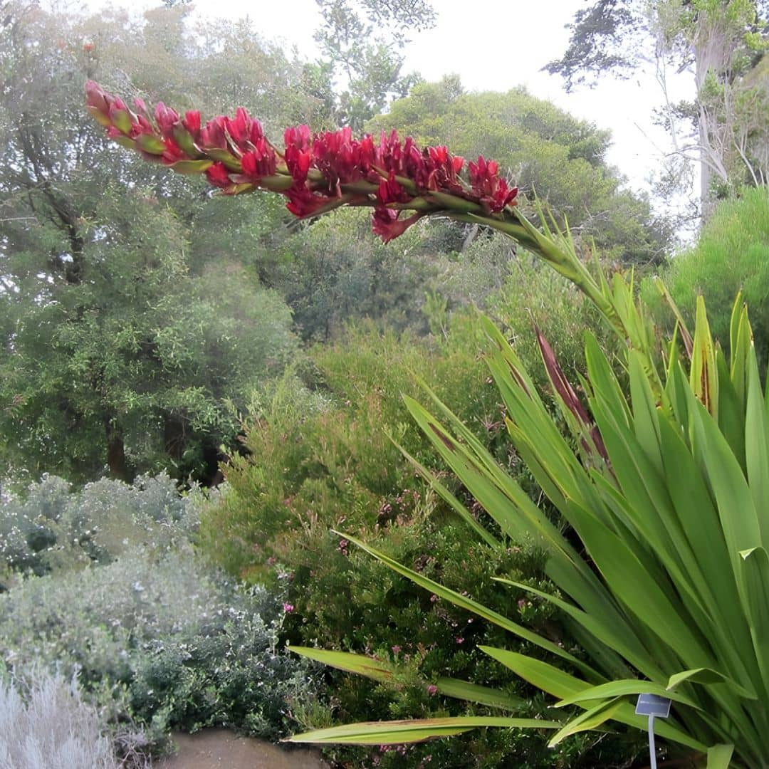 GRAINES Doryanthes excelsa Lys javelot Lys gyméa plante rare pour rocaille monde vegetal