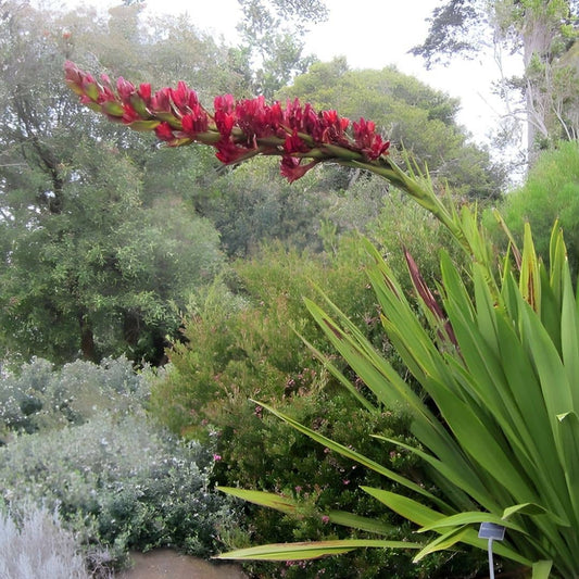 GRAINES Doryanthes excelsa Lys javelot Lys gyméa plante rare pour rocaille monde vegetal