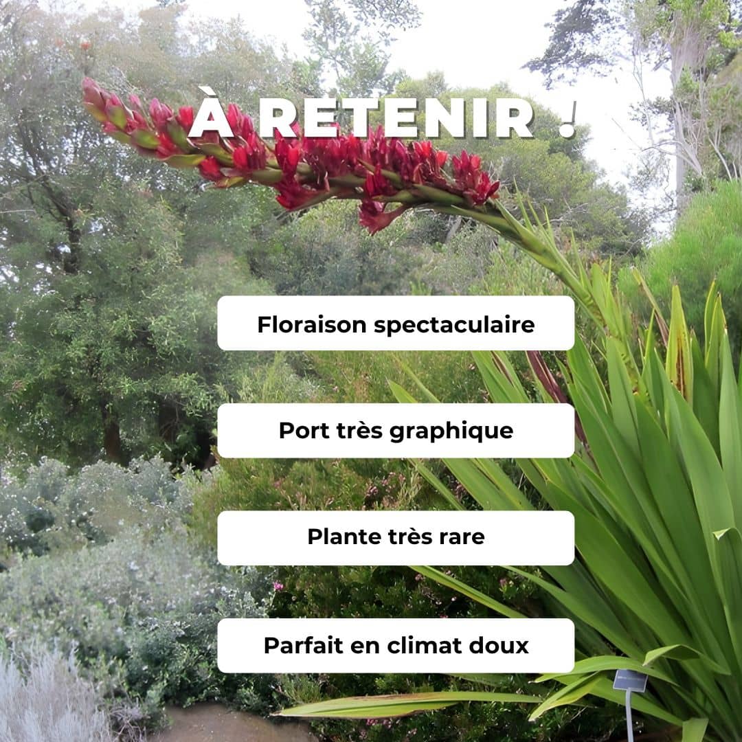 GRAINES Doryanthes excelsa Lys javelot Lys gyméa plante rare pour rocaille monde vegetal comment semer cultiver et planter