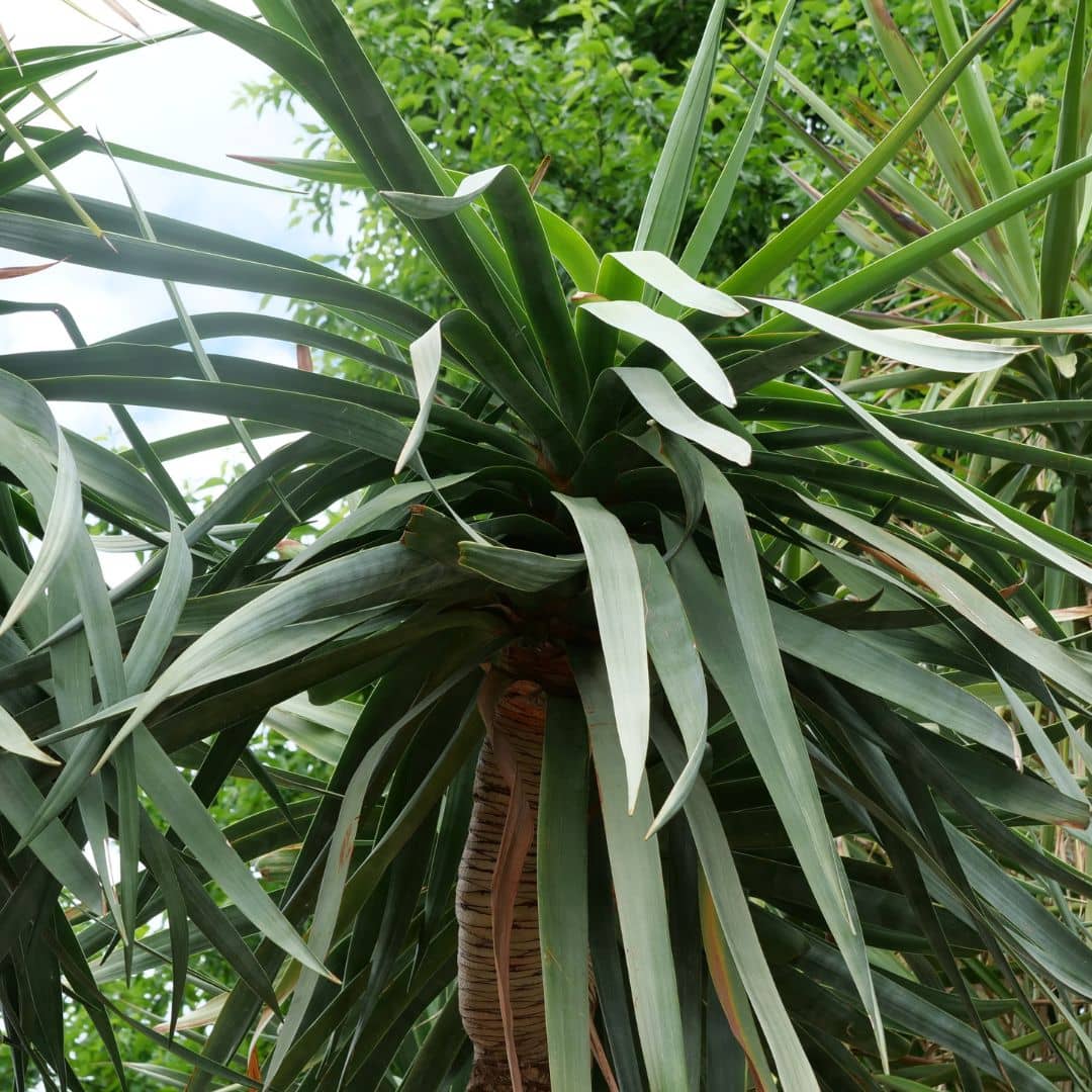 Drachenbaum (Dracaena draco) – Samen & Pflanze | Pflanzenwelt