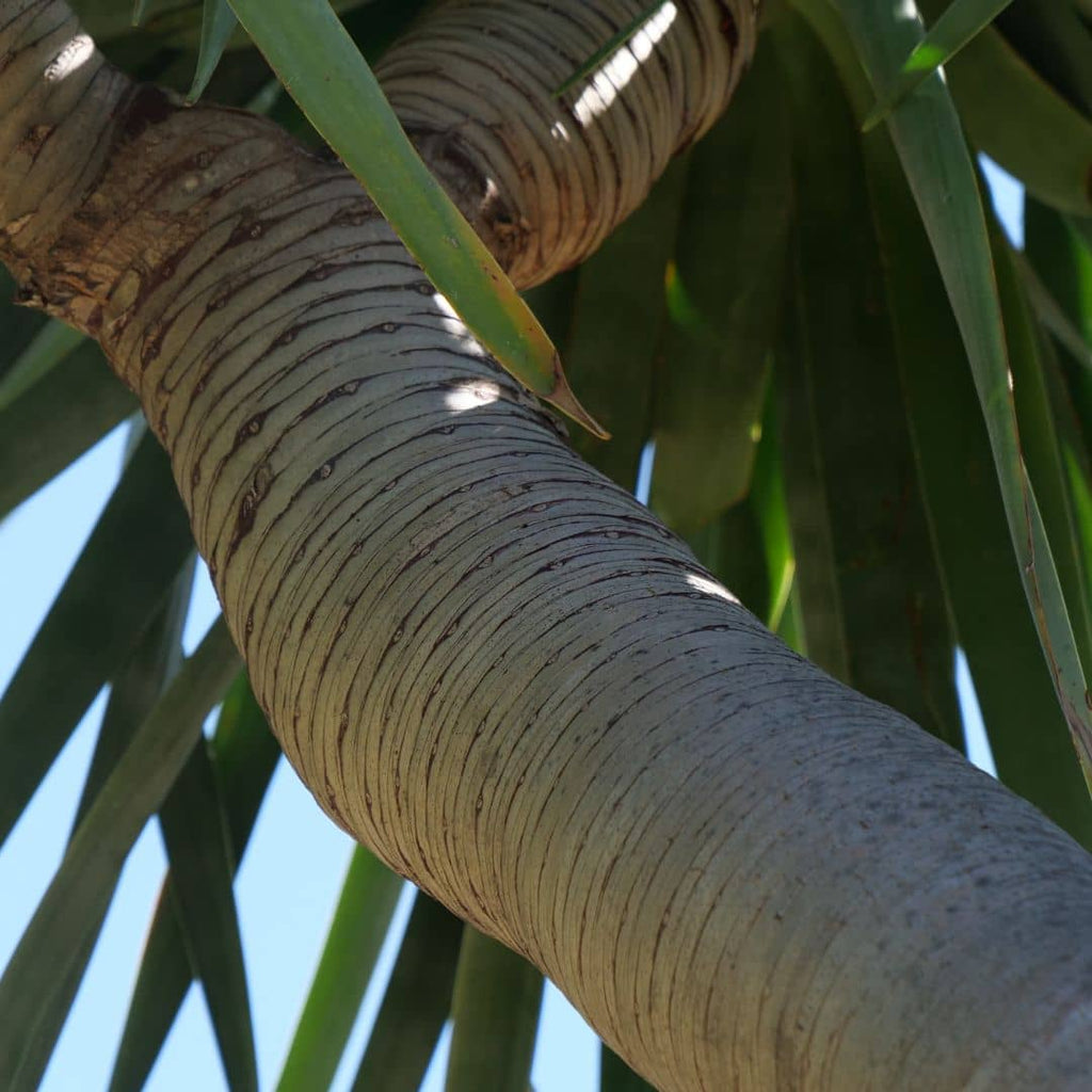 GRAINES Dracaena draco dragonnier des canaries plantes grasses rares monde vegetal arbre dragon