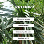 GRAINES Dracaena draco dragonnier des canaries plantes grasses rares monde vegetal plantes grasses pour pot serre et véranda