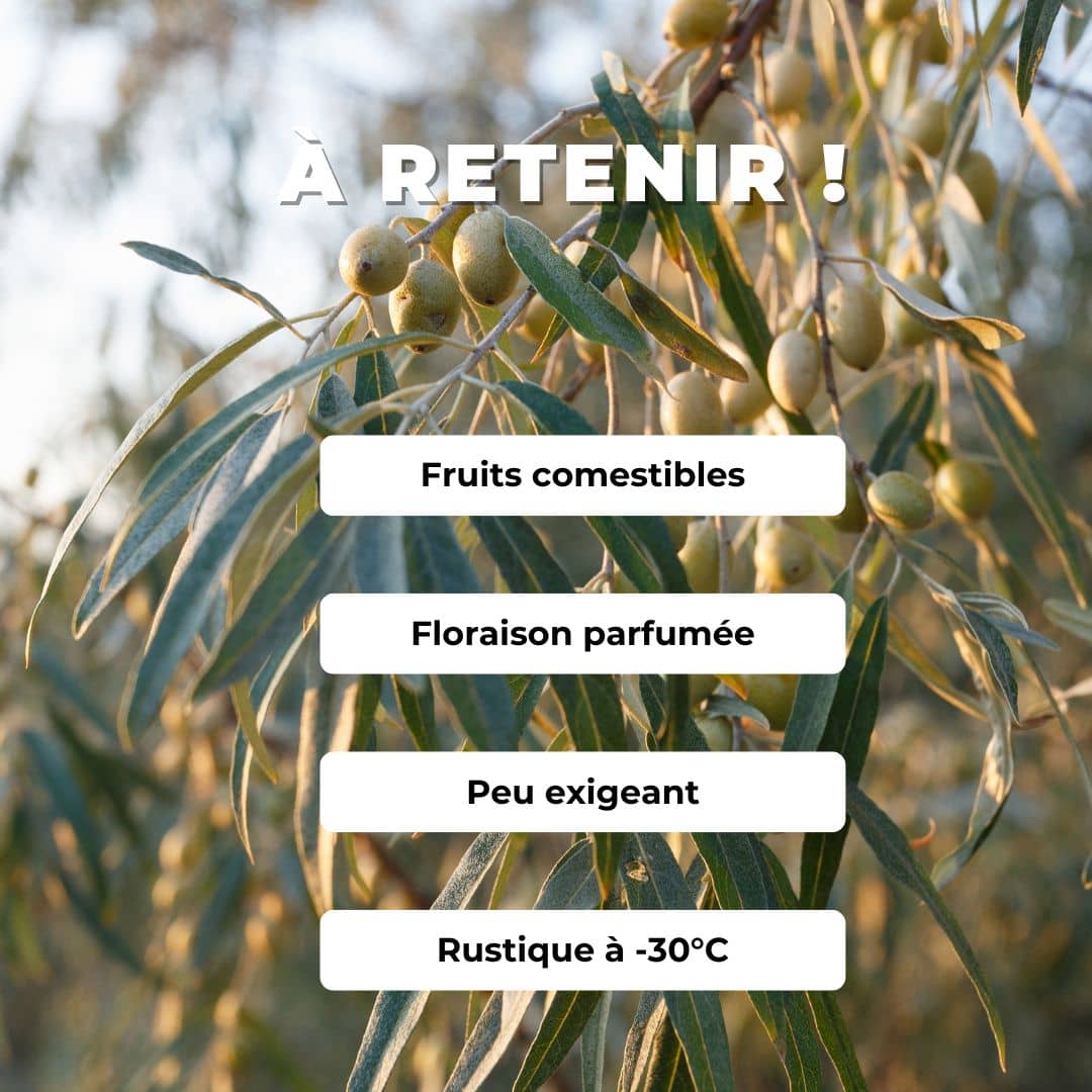 GRAINES ELAEAGNUS ANGUSTIFOLIA Olivier de Bohème arbres fruitiers rares monde vegetal comment semer et cultiver
