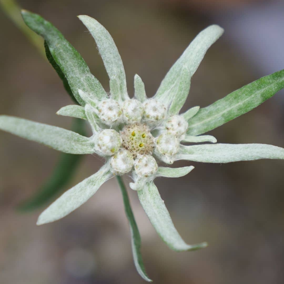 GRAINES Edelweiss Leontopodium alpinum comment semer et cultiver cette plante alpine monde vegetal