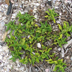 GRAINES Épinard de Nouvelle-Zélande Tetragonia tetragonioides plante potagere de bord de mer
