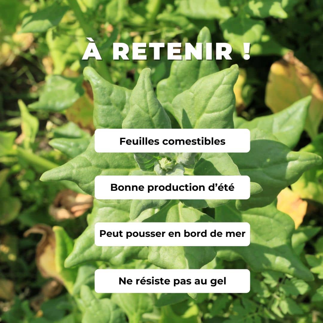 GRAINES Épinard de Nouvelle-Zélande Tetragonia tetragonioides plante potagere rare à cultiver comment semer et planter