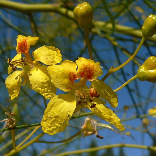 GRAINES Épine de Jérusalem Parkinsonia aculeata plantes résistantes rares