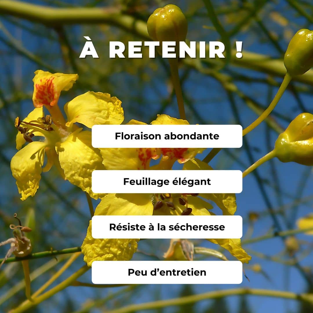 GRAINES Épine de Jérusalem Parkinsonia aculeata plantes résistantes rares comment semer et cultiver