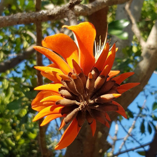 GRAINES Erythrina caffra Arbre corail plantes rares monde vegetal