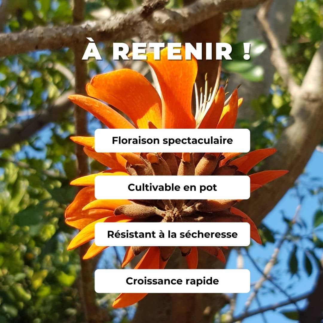 GRAINES Erythrina caffra Arbre corail plantes rares monde vegetal comment semer et cultiver
