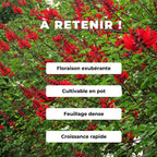 GRAINES Erythrina corallodendron Arbre corail comment semer et cultiver