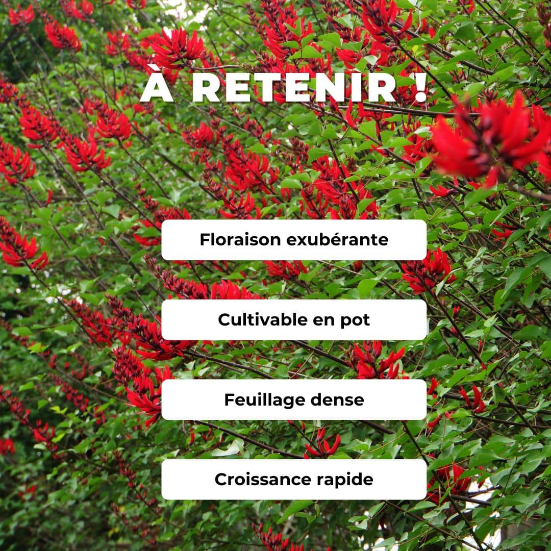 GRAINES Erythrina corallodendron Arbre corail comment semer et cultiver
