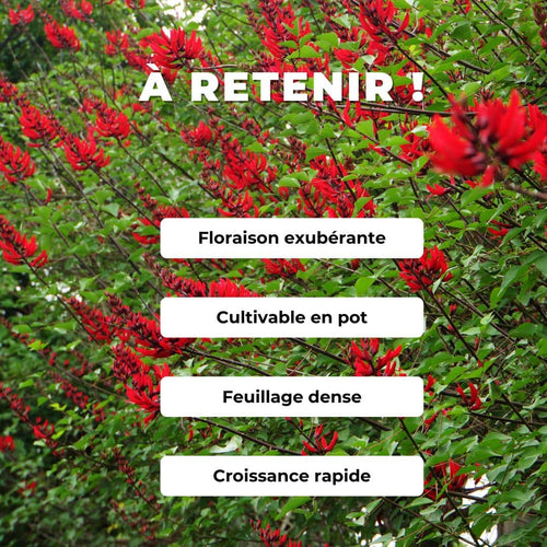 GRAINES Erythrina corallodendron Arbre corail comment semer et cultiver