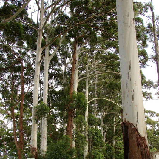 GRAINES Eucalyptus Géant Eucalyptus grandis gommier rose arbre à croissance rapide pour la sylviculture monde vegetal