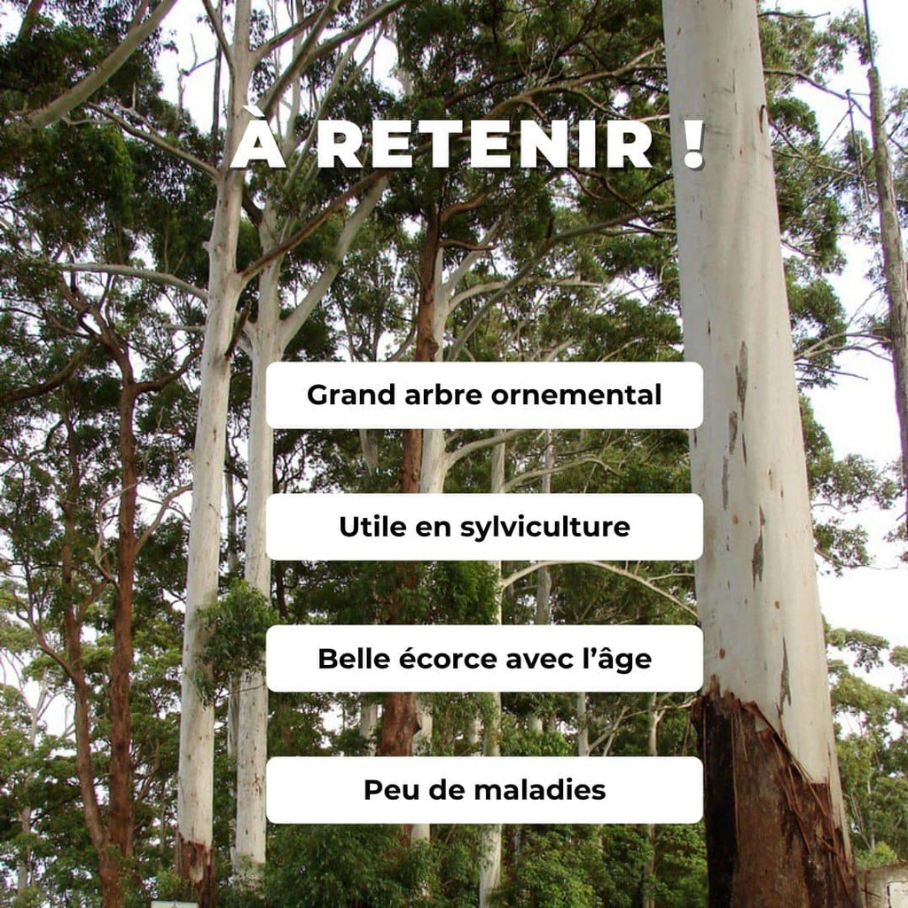 GRAINES Eucalyptus Géant Eucalyptus grandis gommier rose arbre à croissance rapide pour la sylviculture monde vegetal grands arbres à cultiver