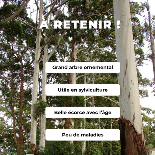 GRAINES Eucalyptus Géant Eucalyptus grandis gommier rose arbre à croissance rapide pour la sylviculture monde vegetal grands arbres à cultiver