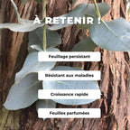 GRAINES Eucalyptus cordata  Gommier argenté arbres rares monde végétal comment semer et cultiver eucalyptus à feuilles cordées
