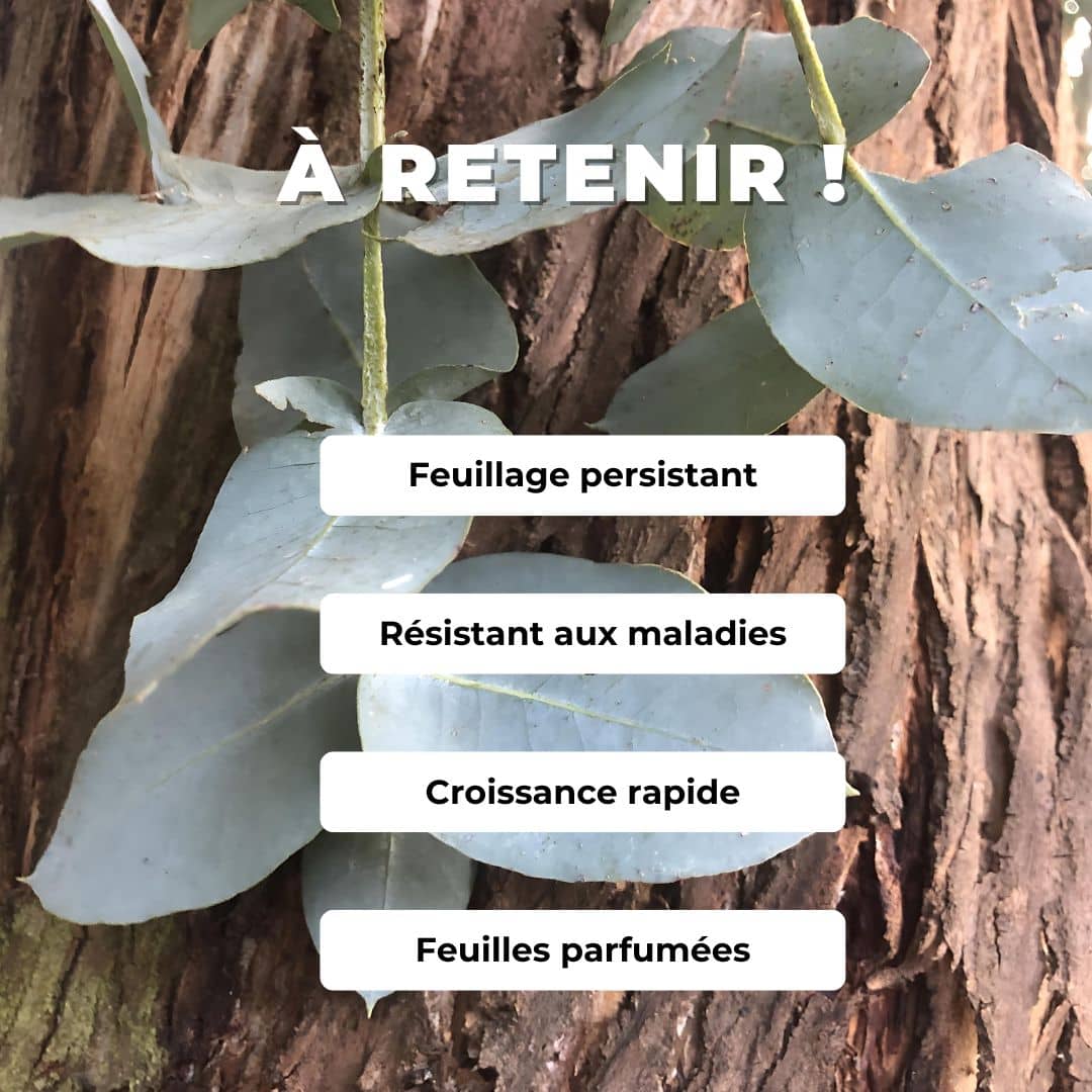 GRAINES Eucalyptus cordata  Gommier argenté arbres rares monde végétal comment semer et cultiver eucalyptus à feuilles cordées