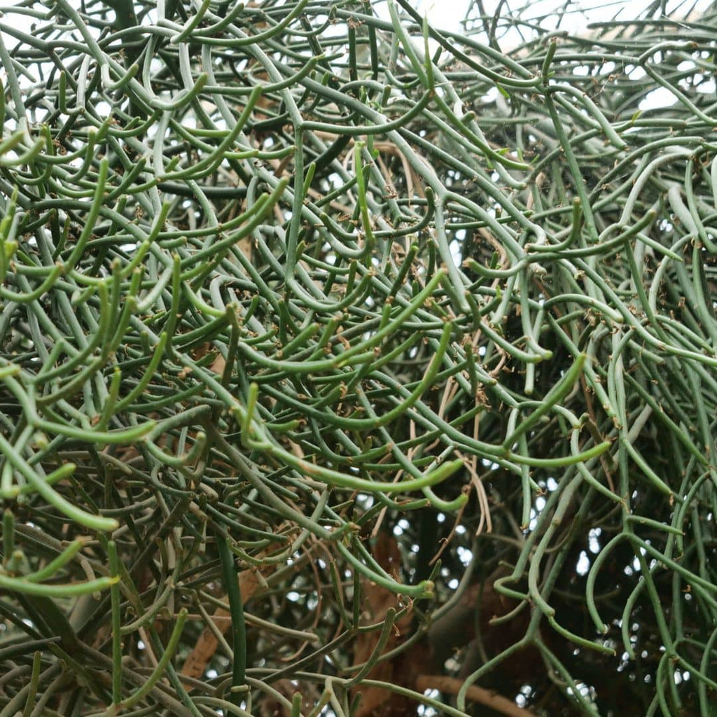 GRAINES Euphorbe crayon à semer monde vegetal