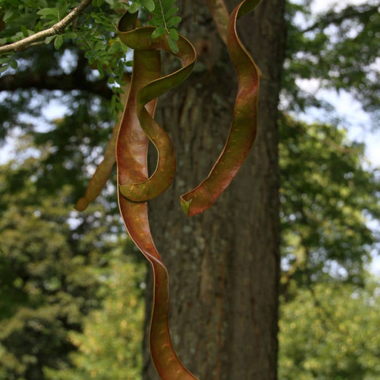 GRAINES Févier d'Amérique Gleditsia triacanthos comment cultiver