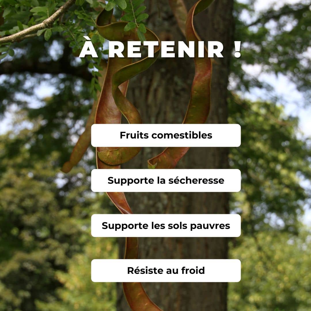 GRAINES Févier d'Amérique Gleditsia triacanthos comment semer et cultiver