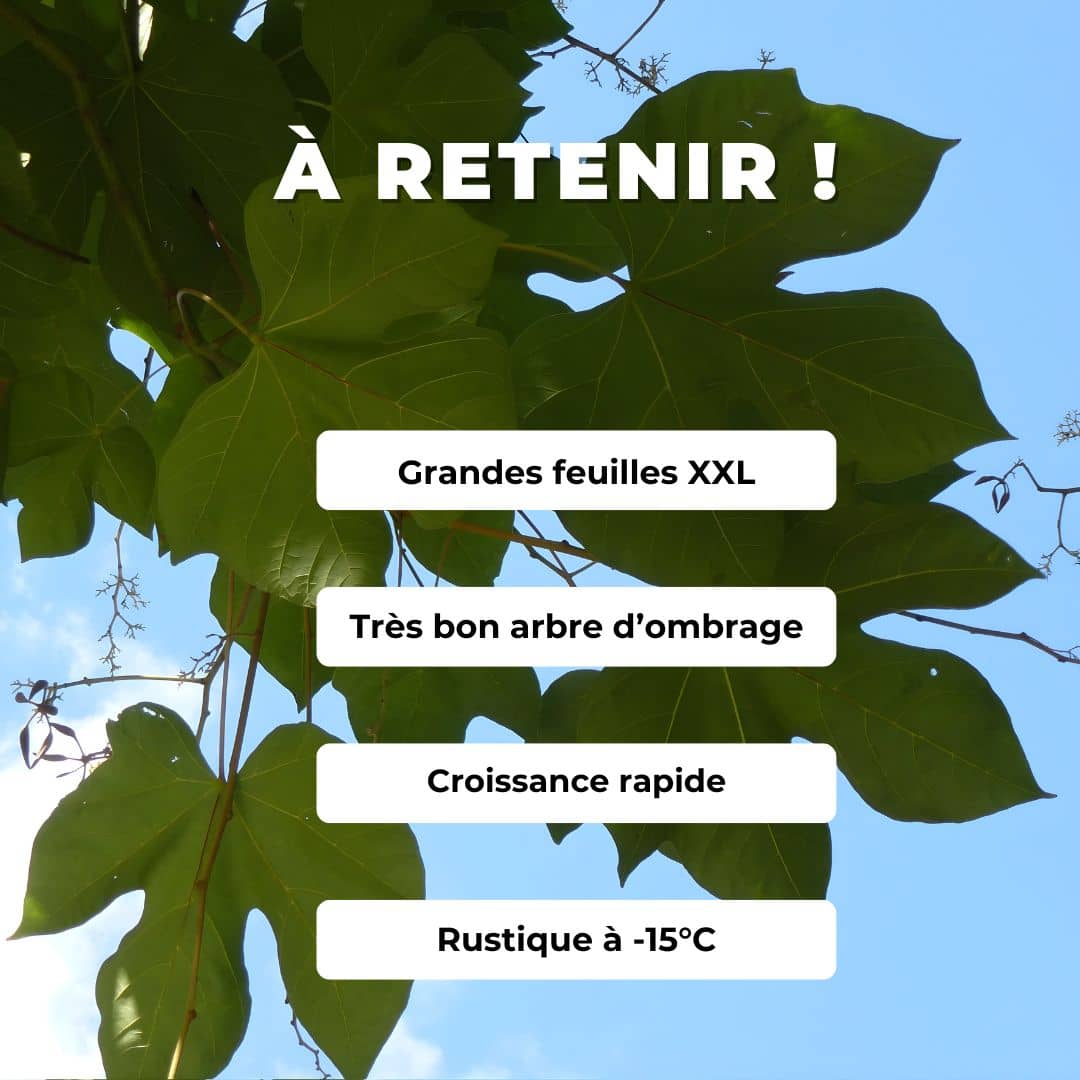 GRAINES Firmiana simplex Parasol chinois ou Sterculier à feuilles de platane entretien et culture à planter 