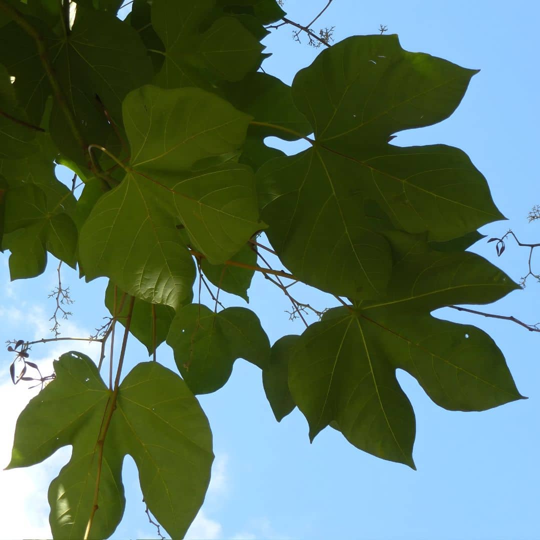GRAINES Firmiana simplex Parasol chinois ou Sterculier à feuilles de platane à semer et culitver