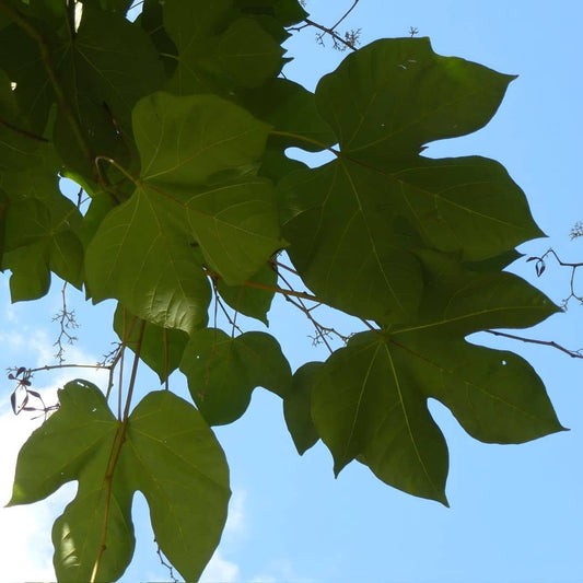 GRAINES Firmiana simplex Parasol chinois ou Sterculier à feuilles de platane à semer et culitver