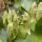 GRAINES Firmiana simplex  Sterculier à feuilles de platane arbre d'ombrage rare zoom sur les fruits