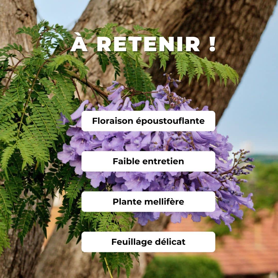 GRAINES Flamboyant Bleu Jacaranda mimosifolia arbre à fleurs violettes monde végétal comment semer et cultiver